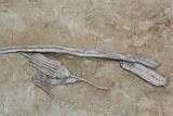 Spectacular, Crinoid Plate ( species) - Crawfordsville #92525-4